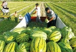 库尔勒吃瓜网红视频曝光,揭秘当地特色美食魅力