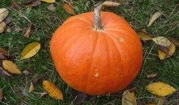 笋瓜网吃瓜,娱乐圈那些鲜为人知的吃瓜瞬间