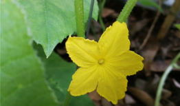 吃瓜爬藤网,揭秘娱乐圈幕后故事，带你走进明星真实生活