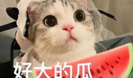 吃瓜网红麻将,揭秘网红圈麻将风云录