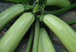 笋瓜网吃瓜,娱乐圈那些鲜为人知的吃瓜瞬间