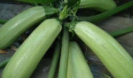 笋瓜网吃瓜,娱乐圈那些鲜为人知的吃瓜瞬间