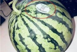 浏阳网红吃瓜,揭秘幕后故事与热门话题