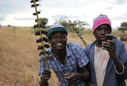 非洲网红吃瓜事件,引发网友热议